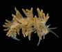 Cratena pilata collected from intertidal beach on Morris Island, SC